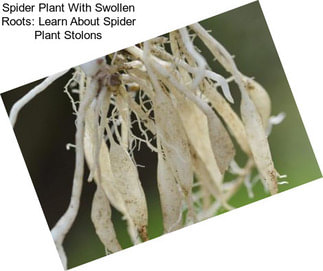 Spider Plant With Swollen Roots: Learn About Spider Plant Stolons