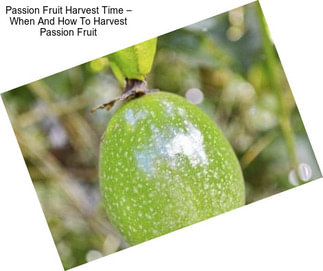 Passion Fruit Harvest Time – When And How To Harvest Passion Fruit