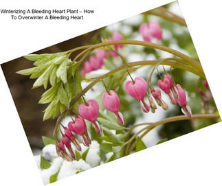 Winterizing A Bleeding Heart Plant – How To Overwinter A Bleeding Heart