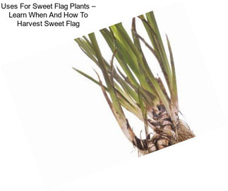 Uses For Sweet Flag Plants – Learn When And How To Harvest Sweet Flag