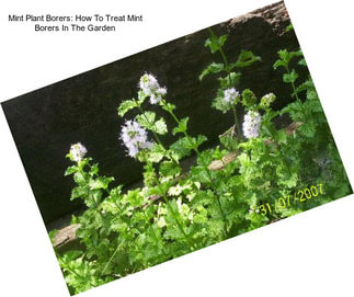 Mint Plant Borers: How To Treat Mint Borers In The Garden