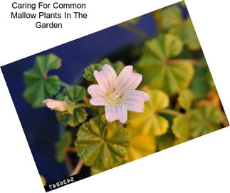 Caring For Common Mallow Plants In The Garden