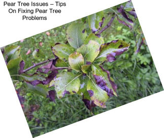 Pear Tree Issues – Tips On Fixing Pear Tree Problems