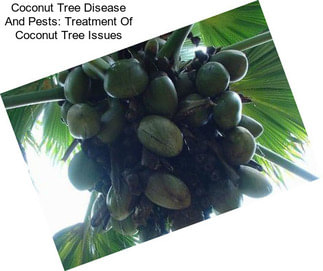 Coconut Tree Disease And Pests: Treatment Of Coconut Tree Issues