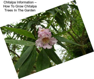 Chitalpa Information – How To Grow Chitalpa Trees In The Garden