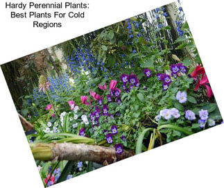 Hardy Perennial Plants: Best Plants For Cold Regions