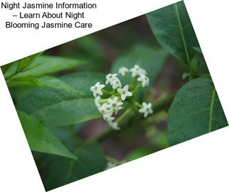 Night Jasmine Information – Learn About Night Blooming Jasmine Care