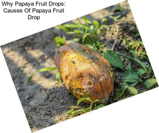 Why Papaya Fruit Drops: Causes Of Papaya Fruit Drop