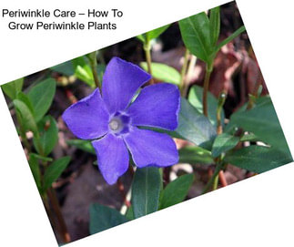 Periwinkle Care – How To Grow Periwinkle Plants