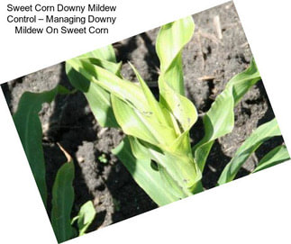 Sweet Corn Downy Mildew Control – Managing Downy Mildew On Sweet Corn