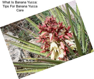 What Is Banana Yucca: Tips For Banana Yucca Care