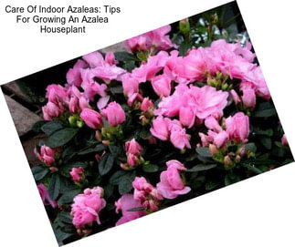 Care Of Indoor Azaleas: Tips For Growing An Azalea Houseplant