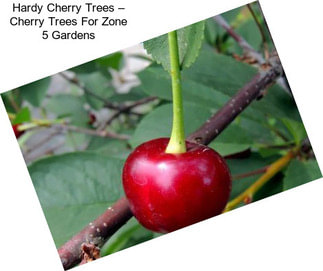 Hardy Cherry Trees – Cherry Trees For Zone 5 Gardens