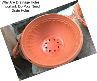 Why Are Drainage Holes Important: Do Pots Need Drain Holes