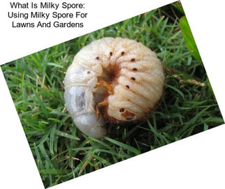 What Is Milky Spore: Using Milky Spore For Lawns And Gardens