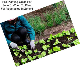 Fall Planting Guide For Zone 6: When To Plant Fall Vegetables In Zone 6