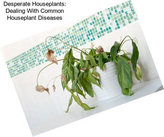 Desperate Houseplants: Dealing With Common Houseplant Diseases