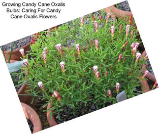 Growing Candy Cane Oxalis Bulbs: Caring For Candy Cane Oxalis Flowers