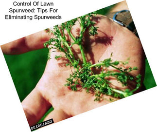 Control Of Lawn Spurweed: Tips For Eliminating Spurweeds