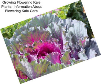 Growing Flowering Kale Plants: Information About Flowering Kale Care