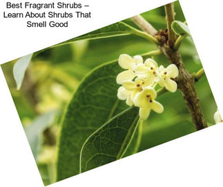 Best Fragrant Shrubs – Learn About Shrubs That Smell Good