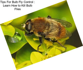 Tips For Bulb Fly Control : Learn How to Kill Bulb Flies