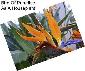 Bird Of Paradise As A Houseplant