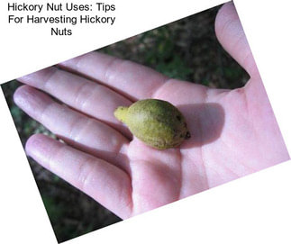 Hickory Nut Uses: Tips For Harvesting Hickory Nuts