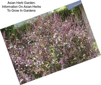 Asian Herb Garden: Information On Asian Herbs To Grow In Gardens