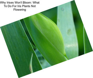 Why Irises Won\'t Bloom: What To Do For Iris Plants Not Flowering