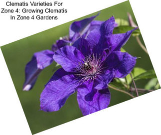 Clematis Varieties For Zone 4: Growing Clematis In Zone 4 Gardens