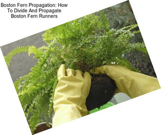 Boston Fern Propagation: How To Divide And Propagate Boston Fern Runners