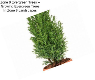 Zone 8 Evergreen Trees – Growing Evergreen Trees In Zone 8 Landscapes