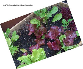 How To Grow Lettuce In A Container