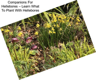 Companions For Hellebores – Learn What To Plant With Hellebores