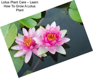 Lotus Plant Care – Learn How To Grow A Lotus Plant