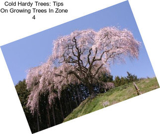 Cold Hardy Trees: Tips On Growing Trees In Zone 4