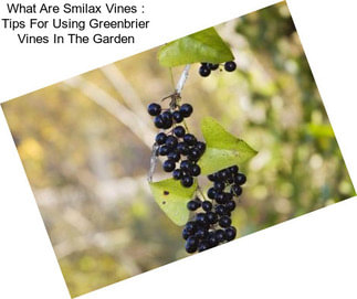 What Are Smilax Vines : Tips For Using Greenbrier Vines In The Garden