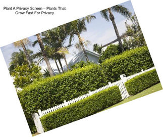 Plant A Privacy Screen – Plants That Grow Fast For Privacy