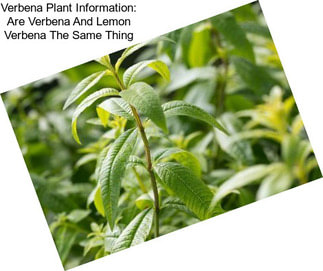 Verbena Plant Information: Are Verbena And Lemon Verbena The Same Thing