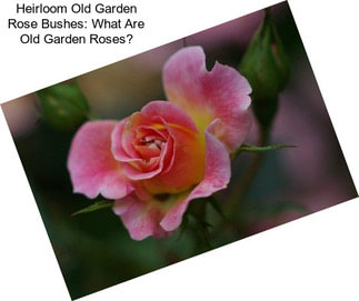 Heirloom Old Garden Rose Bushes: What Are Old Garden Roses?