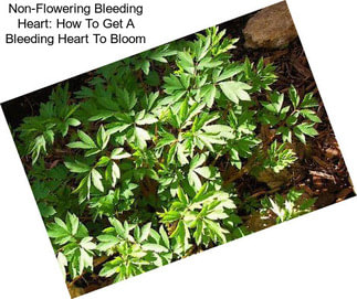 Non-Flowering Bleeding Heart: How To Get A Bleeding Heart To Bloom