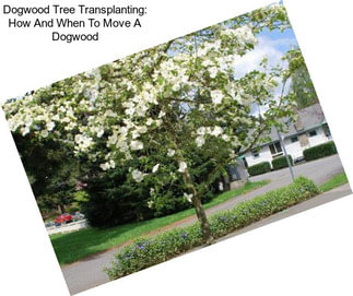 Dogwood Tree Transplanting: How And When To Move A Dogwood