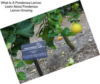 What Is A Ponderosa Lemon: Learn About Ponderosa Lemon Growing