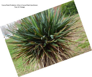 Yucca Plant Problems: Why A Yucca Plant Has Brown Tips Or Foliage