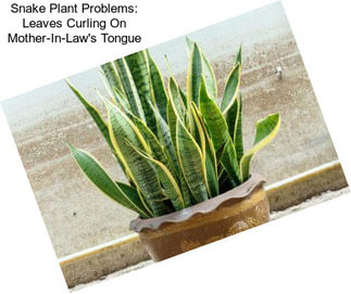 Snake Plant Problems: Leaves Curling On Mother-In-Law\'s Tongue