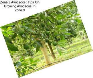 Zone 9 Avocados: Tips On Growing Avocados In Zone 9