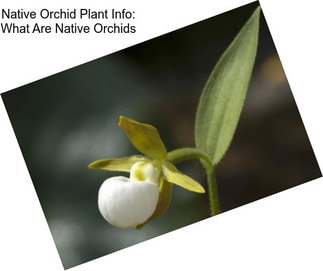 Native Orchid Plant Info: What Are Native Orchids