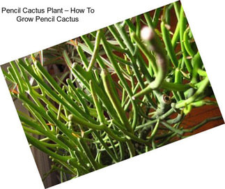 Pencil Cactus Plant – How To Grow Pencil Cactus
