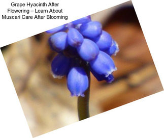 Grape Hyacinth After Flowering – Learn About Muscari Care After Blooming
